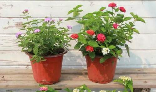 原神王子爆料视频大全最新,揭秘游戏幕后故事与精彩瞬间 第2张 原神王子爆料视频大全最新,揭秘游戏幕后故事与精彩瞬间 第2张